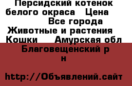 Персидский котенок белого окраса › Цена ­ 35 000 - Все города Животные и растения » Кошки   . Амурская обл.,Благовещенский р-н